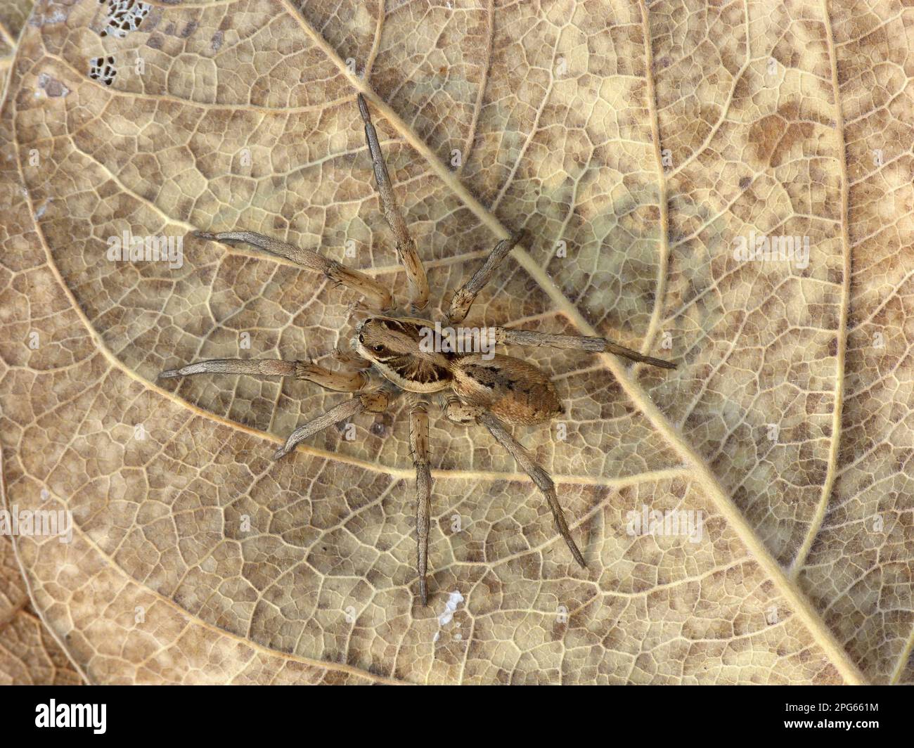 Other animals, spiders, arachnids, animals, wolf spiders, Dark Wolfspider (Lycosa godeffroyi) adult, walking amongst leaf litter, Western Australia Stock Photo