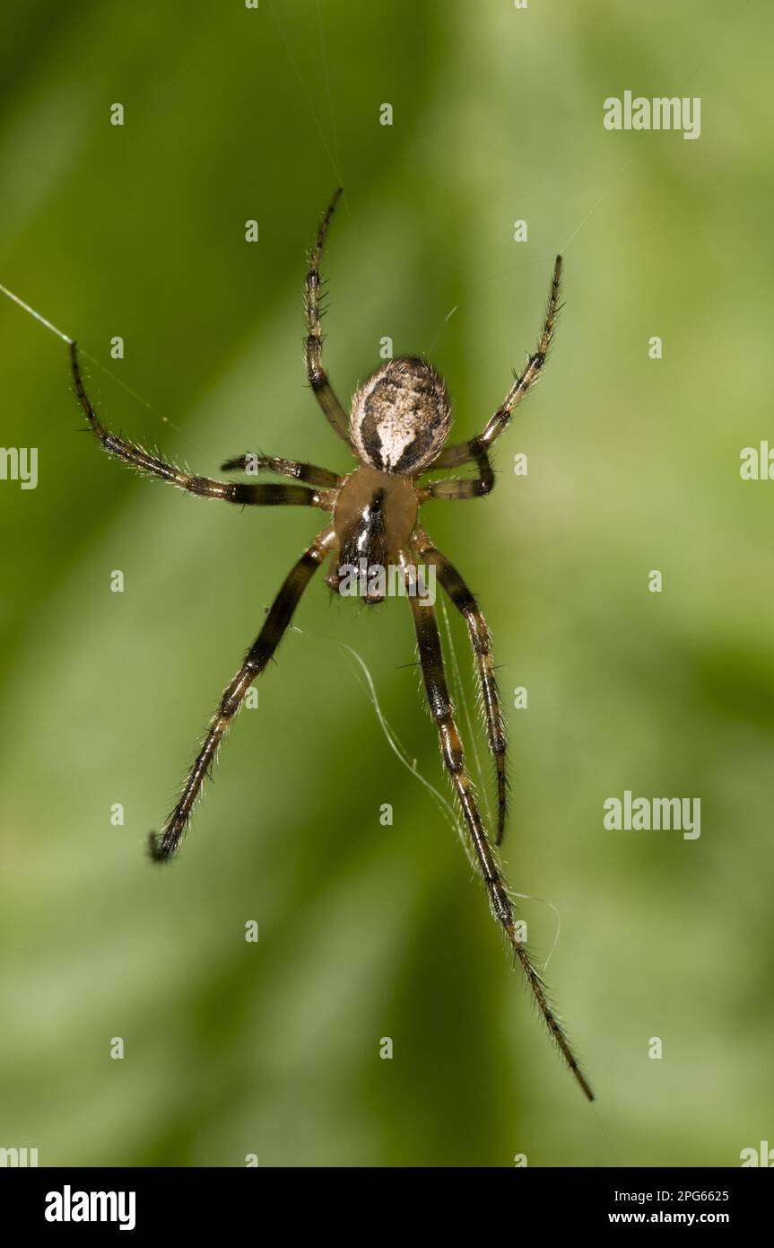 Silver-sided Sector Spider (Zygiella x-notata) adult male, building web in garden, Belvedere, Bexley, Kent, England, United Kingdom Stock Photo