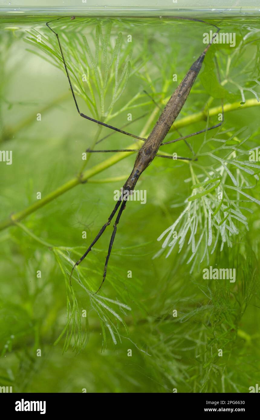 Water stick insect (Ranatra linearis), adult, breathing through a 'tail' tube at the posterior end of the abdomen at the water surface, in tank Stock Photo