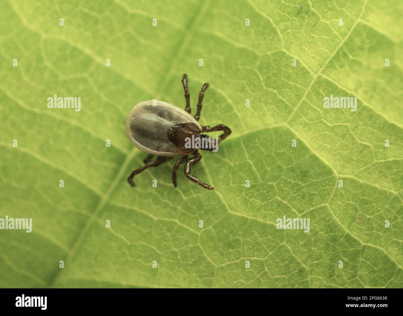 Sheep Tick (Ixodes ricinus) nymph, resting on leaf, Sussex, England