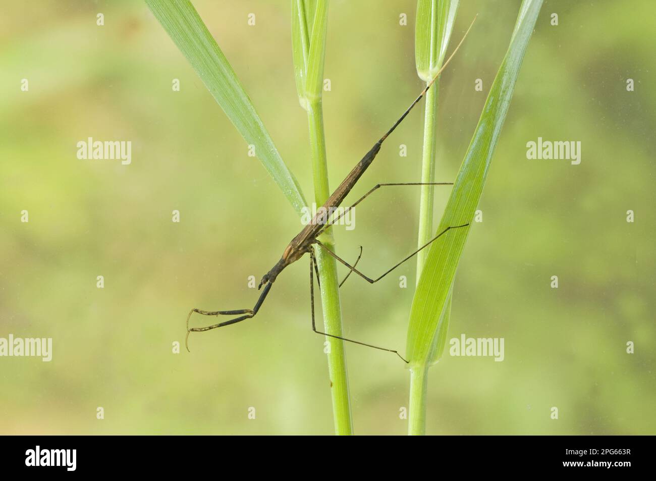 Stick bug, Water needle (Ranatra linearis), Stick bugs, Water needles, Other animals, Insects, Animals, Bug, Bugs, Water stick insect adult, clinging Stock Photo