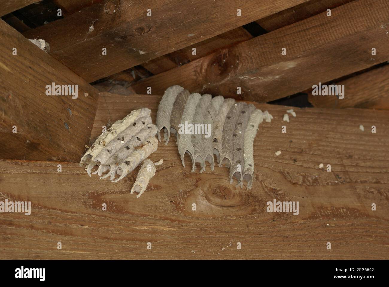 Organ Pipe Mud Dauber (Trypoxylon politum) nests, group in sheltered location, Florida (U.) S. A Stock Photo