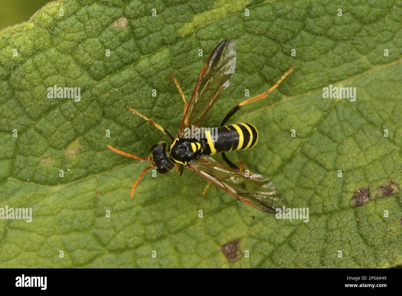 Clay Wasp, european tube wasp (Ancistrocerus social wasp (Vespidae