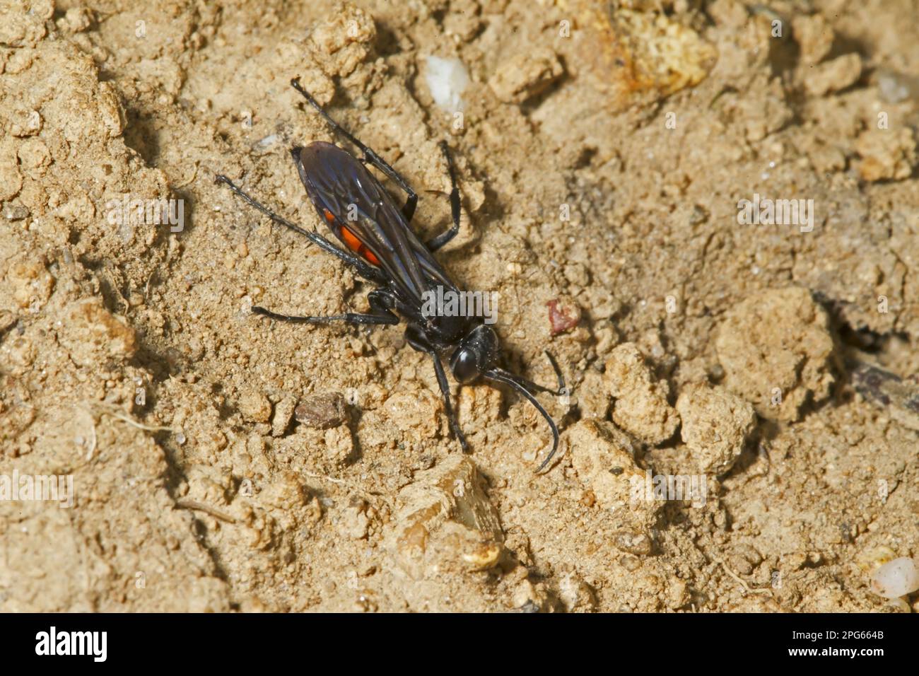 Black-banded Spider Wasp (Anoplius viaticus) adult, Norfolk, England, United Kingdom Stock Photo