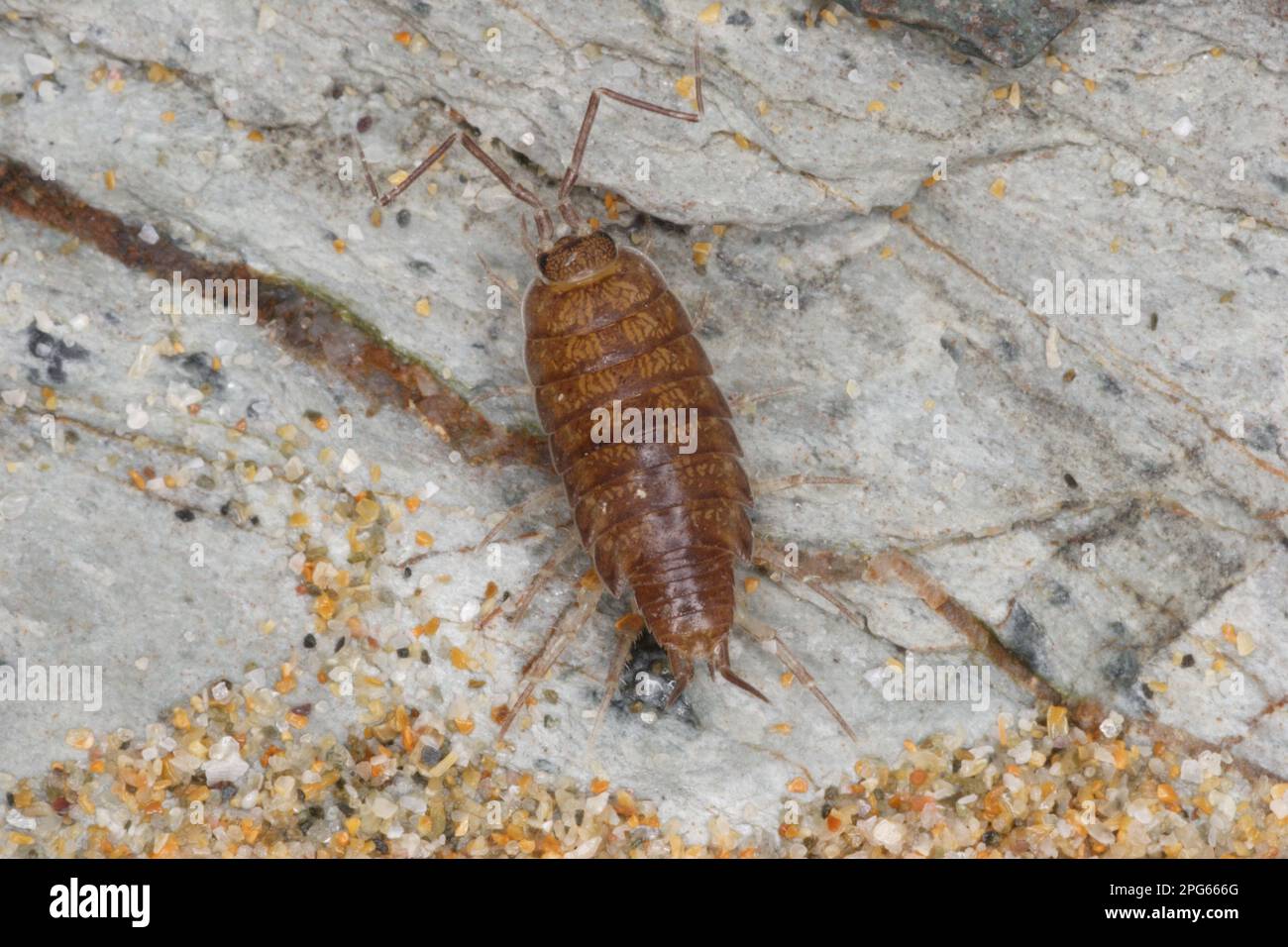 Woodlouse, Woodlice, Other animals, Animals, Shore Slater