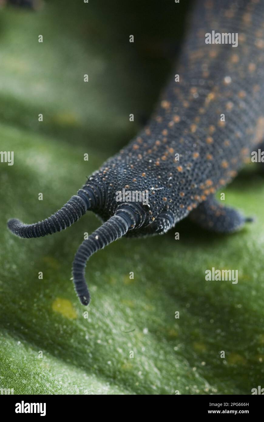 New Zealand velvet worm (Peripatoides novaezealandiae) adult, frontal view of eyes and antennae, New Zealand Stock Photo