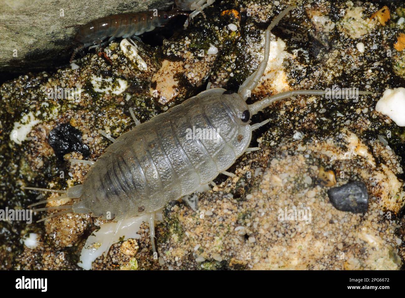 Sea roach, Cliff isopods (Isopoda), Other animals, Animals, Sea slater (Ligia oceanica) adult, on sea wall, Kimmeridge, Isle of Purbeck, Dorset Stock Photo