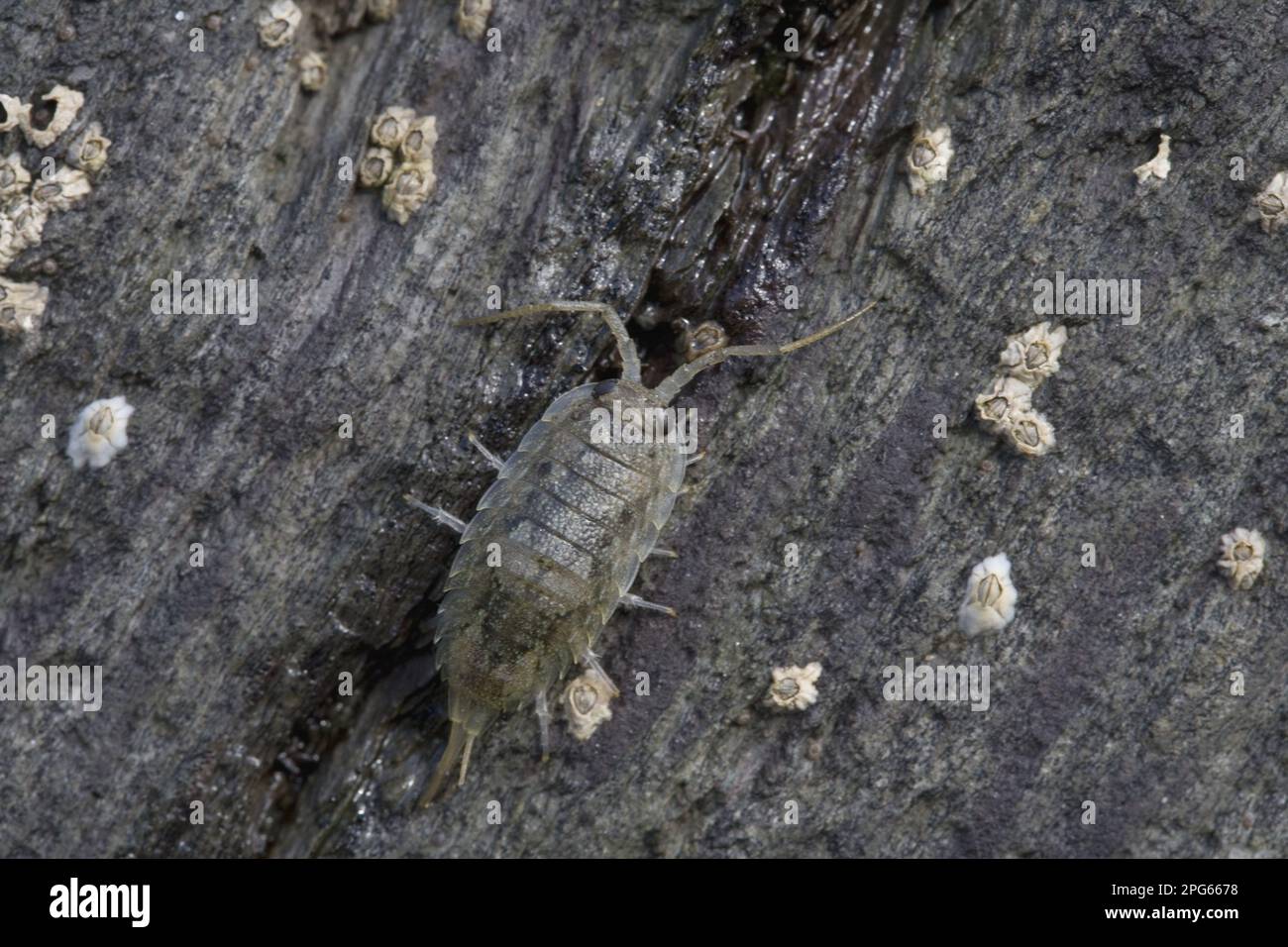 Sea roach, Cliff isopods (Isopoda), Other animals, Animals, Sea Slater (Ligia oceanica) adult, on shore rock covered with barnacles, near Polperro Stock Photo