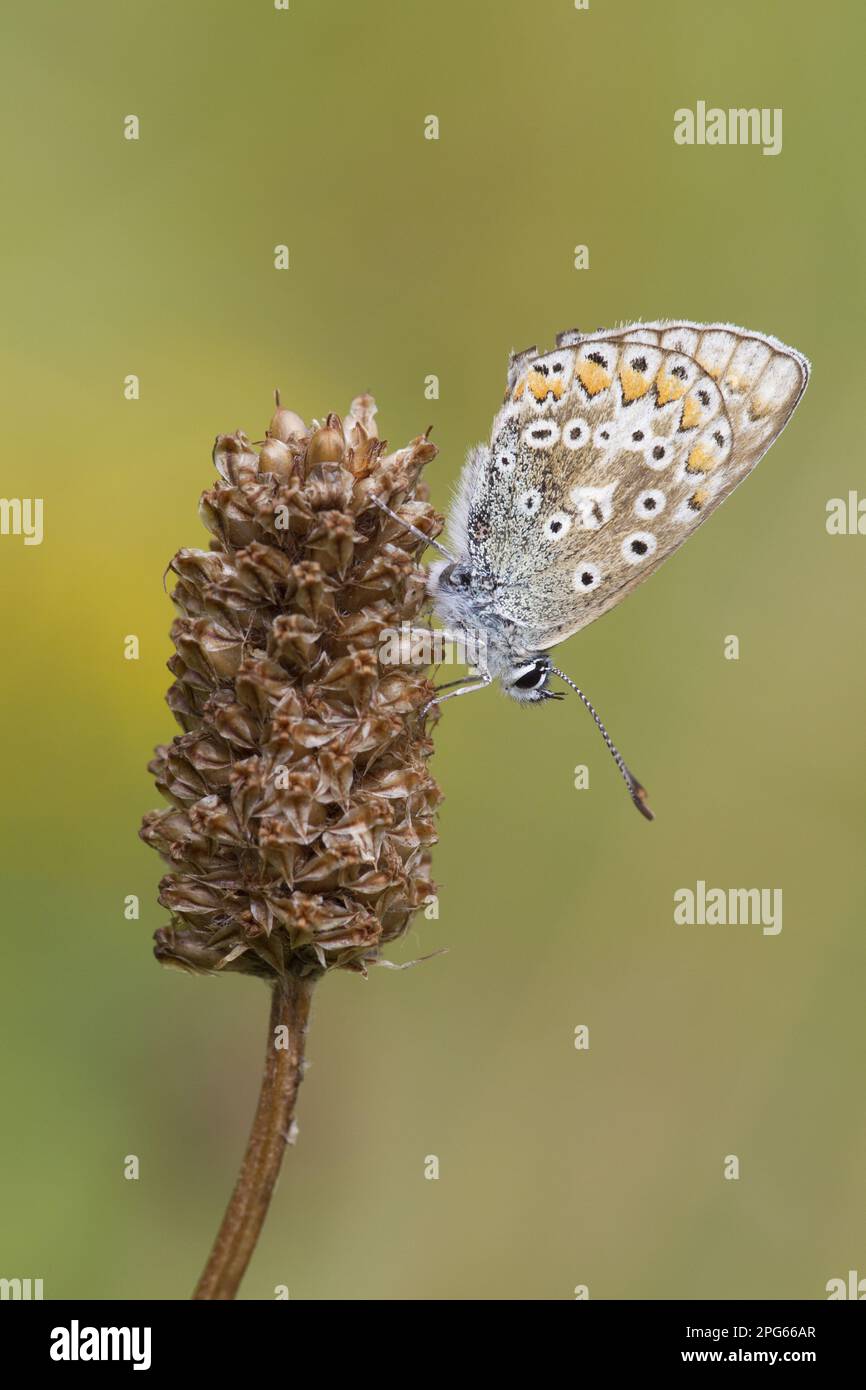 Common Blue, Common Blue, common blue butterfly (Polyommatus icarus ...