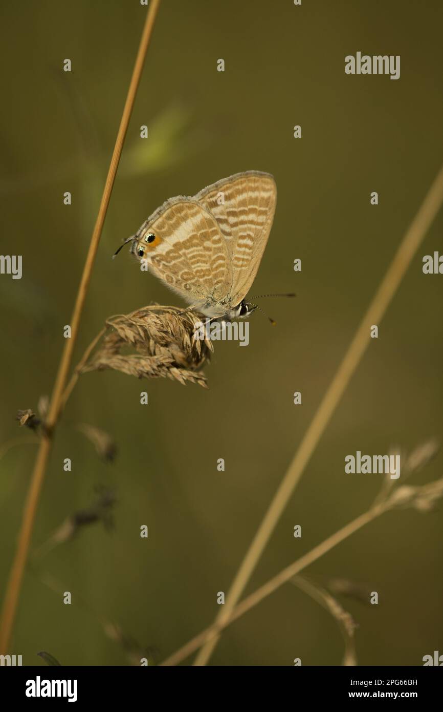 Large Wandering Blue, Long-tailed Blue, Long-tailed Blue (Lycaenidae), Large Wandering Blue, Other animals, Insects, Schm Stock Photo