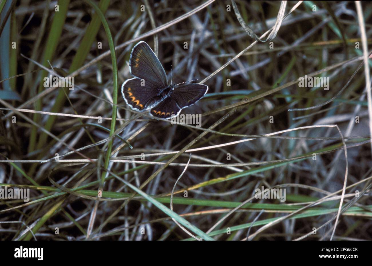 Gossamer winged butterfly (Lycaenidae), Other animals, Insects, Butterflies, Animals, Reverdin's Blue (Lycaeides argyrognomon) Female, upper wing Stock Photo