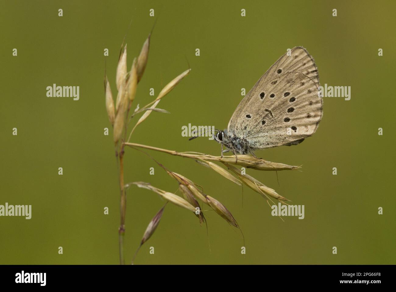 Mountain alcon blue (Phengaris rebeli) Crossed Gentian Blue, Crossed Gentian Blue (Lycaenidae), Other animals, Insects, Butterflies, Animals Stock Photo