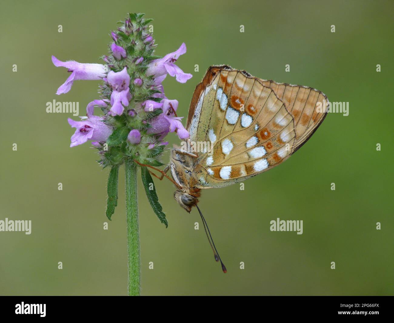 High Brown Fritillary (Argynnis adippe) cleodippe form, adult, roosting on Betony (Stachys officinalis) flowerhead, Cannobina Valley, Piedmont Stock Photo