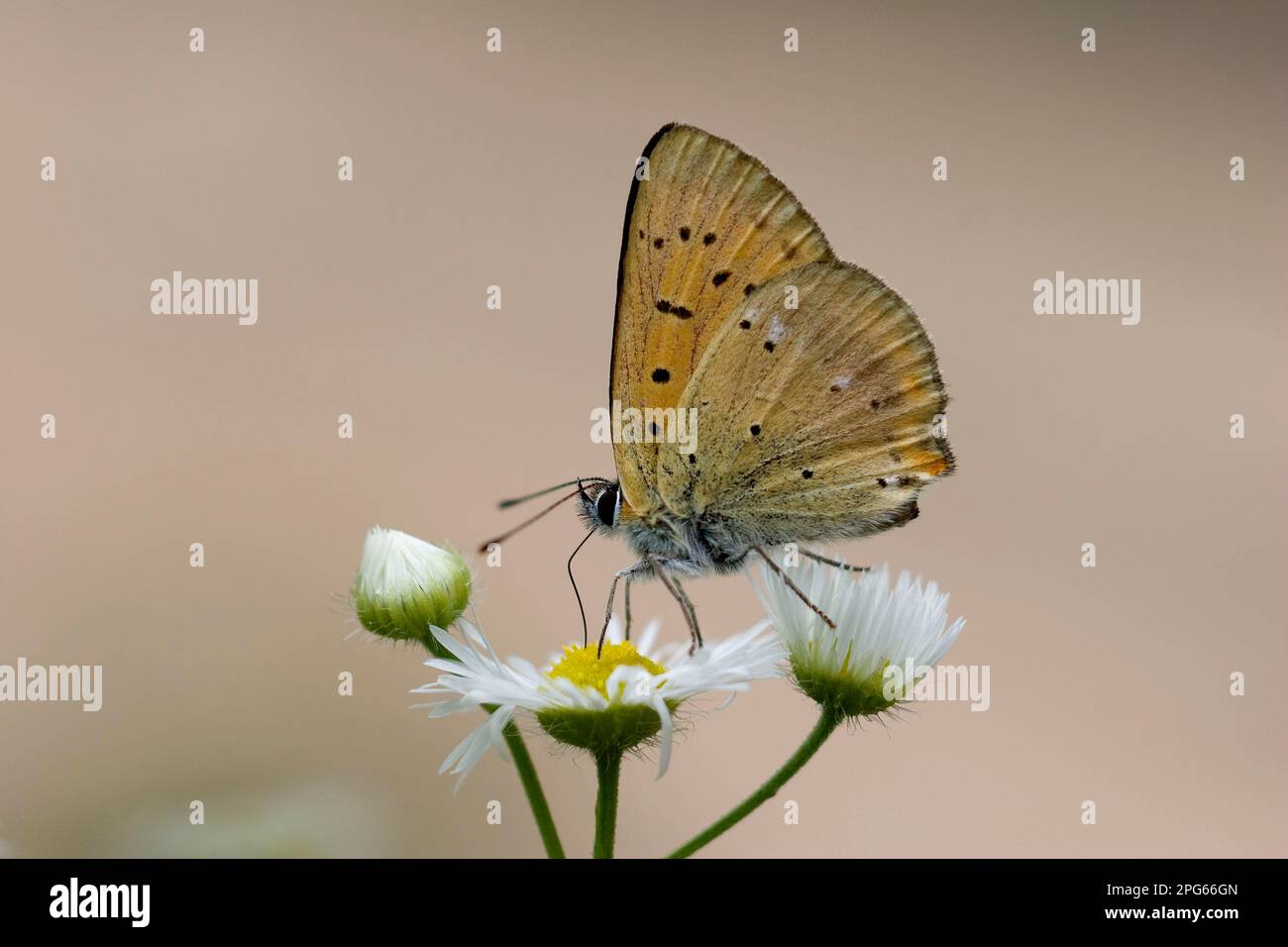 Gossamer winged butterfly (Lycaenidae), Other animals, Insects, Butterflies, Animals, Scarce scarce copper (Lycaena virgaureae) adult male, feeding Stock Photo