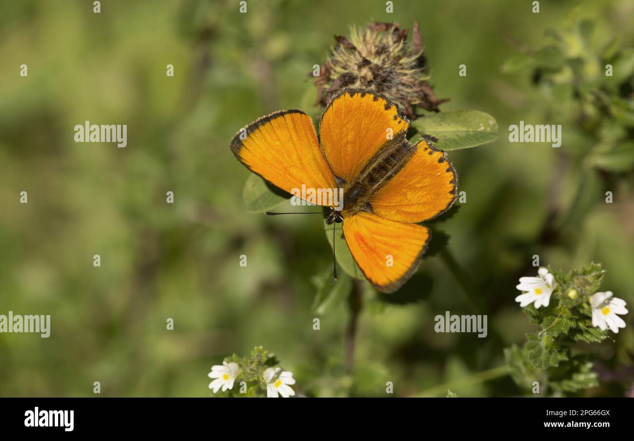 Gossamer winged butterfly (Lycaenidae), Other animals, Insects, Butterflies, Animals, Scarce scarce copper (Lycaena virgaureae) adult male, basking Stock Photo