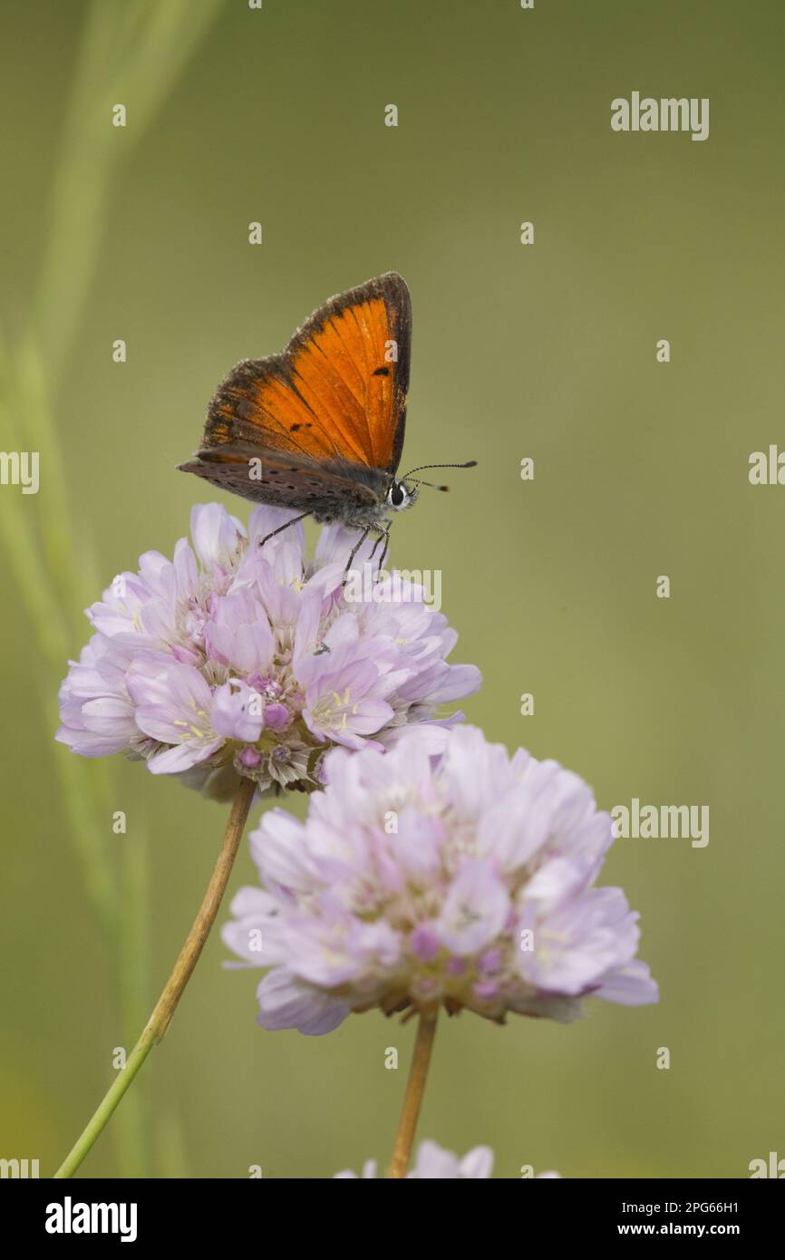 Gossamer winged butterfly (Lycaenidae), Other animals, Insects, Butterflies, Animals, Balkan Copper (Lycaena candens) adult male, resting on flower Stock Photo