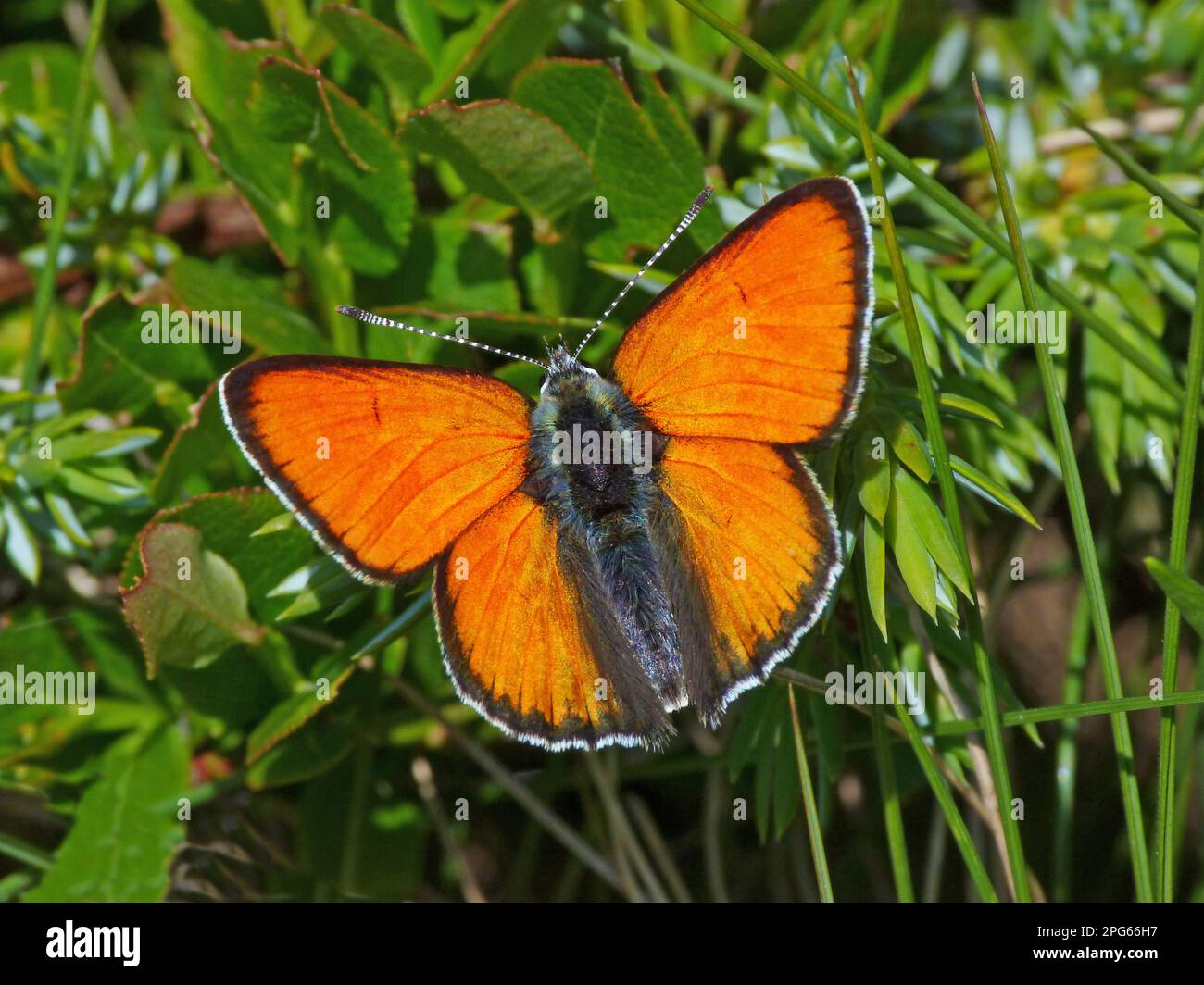 Purple-edged Copper (Lycaena hippothoe eurydame) adult male, in alpine meadow, Formazza Valley, Italian Alps, Piedmont, Northern Italy Stock Photo