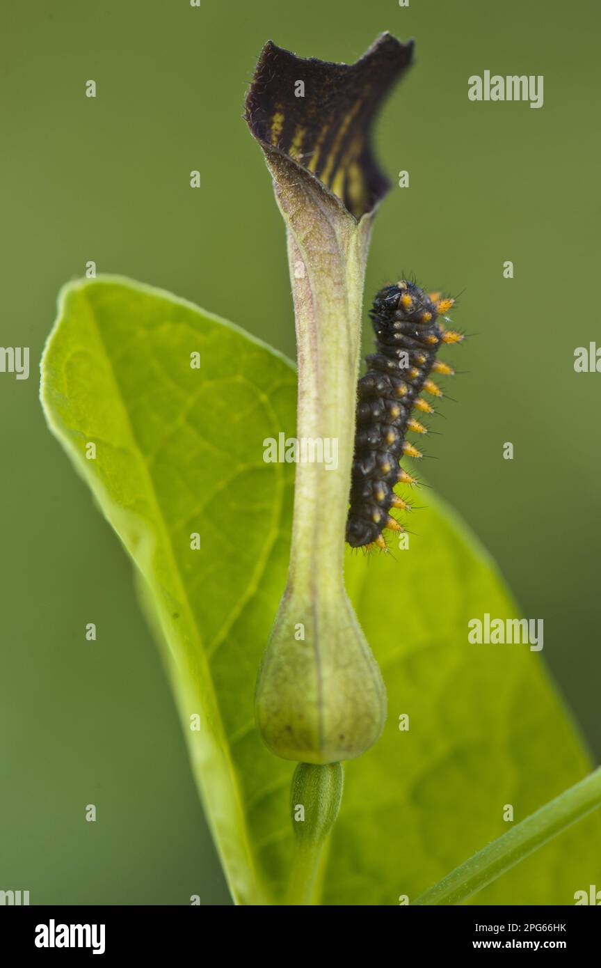 Southern Festoon (Zerynthia polyxena) caterpillar, on Birthwort (Aristolochia sp.) foodplant, Capanne di Marcarolo Regional Park, Piedmont, Italy Stock Photo