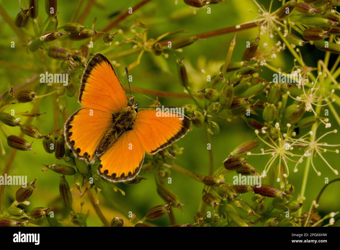 Scarce Copper (Lycaena virgaureae) adult male, resting with wings half open, Italian Alps, Italy Stock Photo