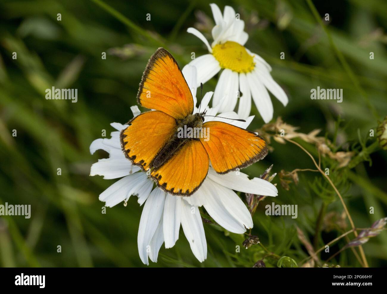 Scarce Copper (Lycaena virgaureae) adult male, resting on flower, at 1900m, Maritime Alps, France Stock Photo