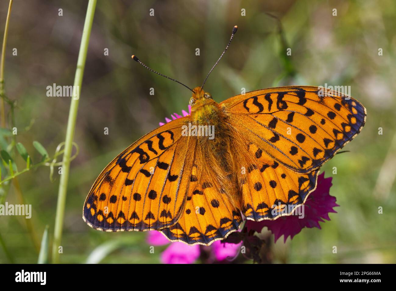 Marbled marbled fritillary (Brenthis daphne), adult male resting with open wings on flower, Pyrenees, Ariege, France Stock Photo