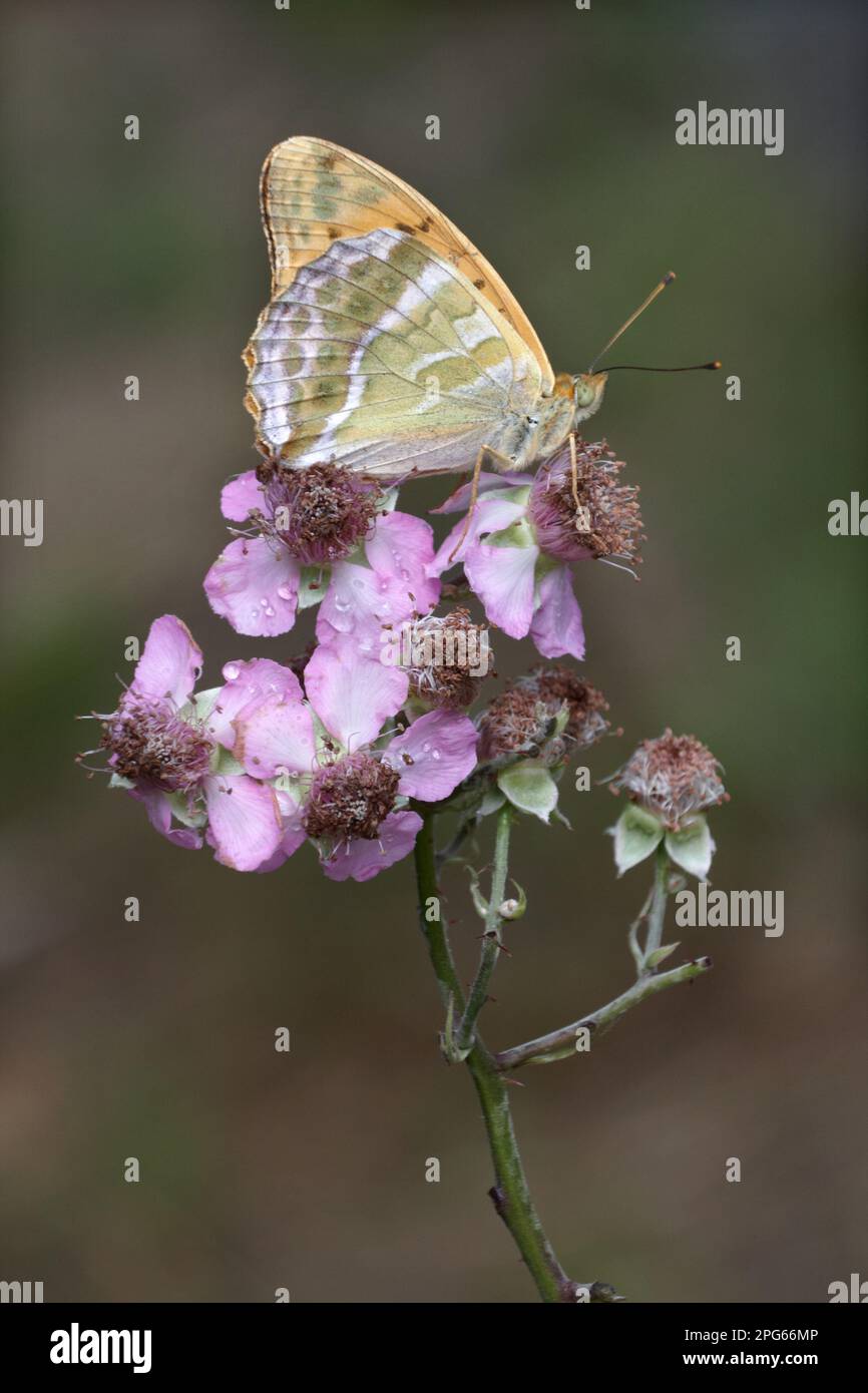 Silver silver-washed fritillary (Argynnis paphia) adult, underside, resting on blackberry flowers with dewdrops, Italy Stock Photo