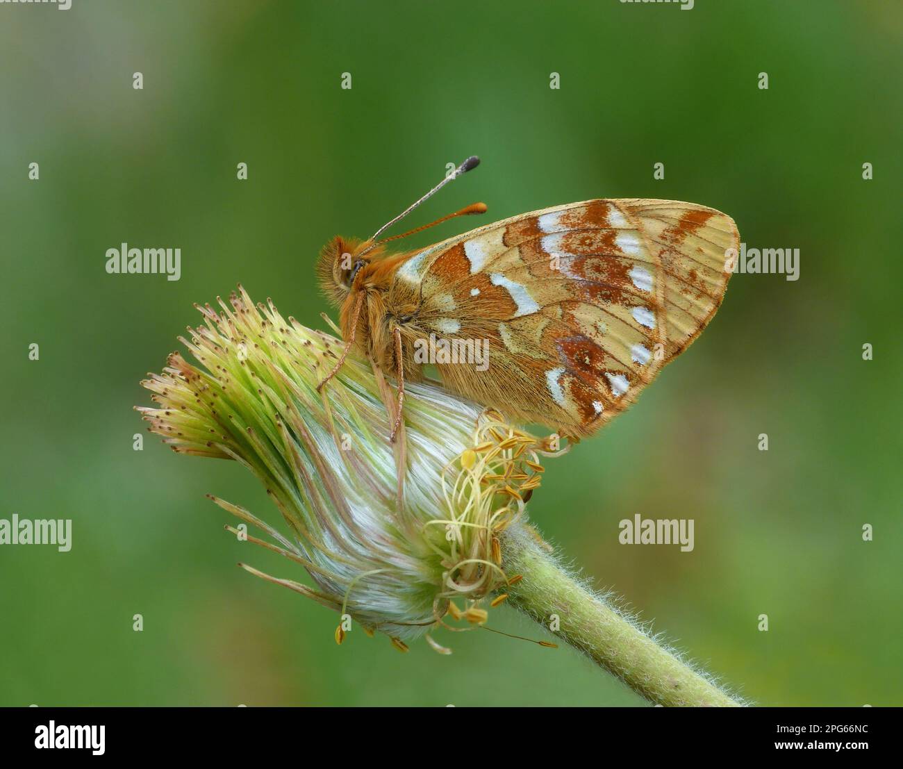 Nephrotoma (pales), shepherd's fritillary (Boloria pales), High alpine moth, Other animals, Insects, Butterflies, Animals, Shepherd's fritillary Stock Photo