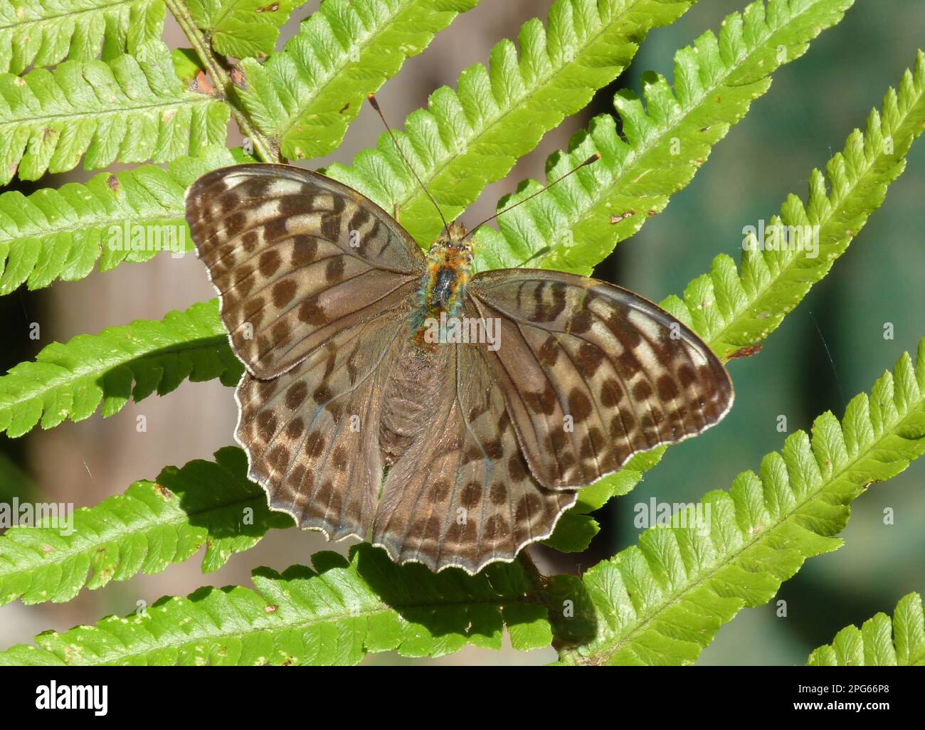 Silver washed fritillary (Argynnis paphia valesina) dark form, adult, resting on fern frond, Italy Stock Photo
