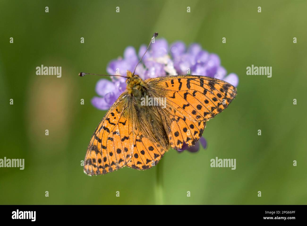 Nephrotoma (pales), shepherd's fritillary (Boloria pales), High Alpine moth, Other animals, Insects, Butterflies, Animals, Shepherd's fritillary Stock Photo