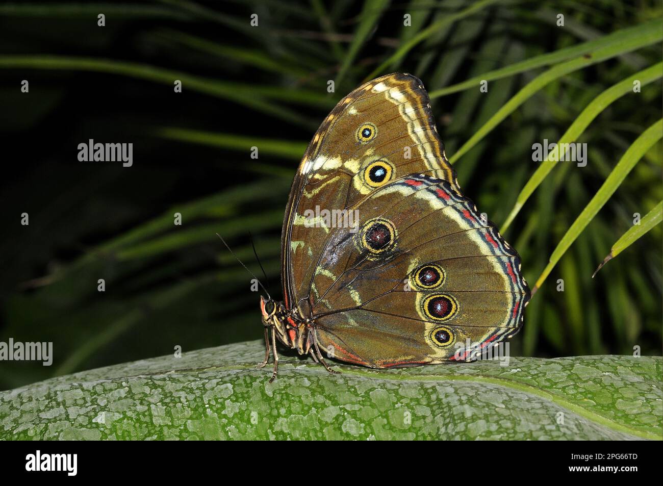 Blue morpho, peleides blue morpho (Morpho peleides), Sky butterfly, Blue morphos, Blue morpho butterflies, Other animals, Insects, Butterflies Stock Photo