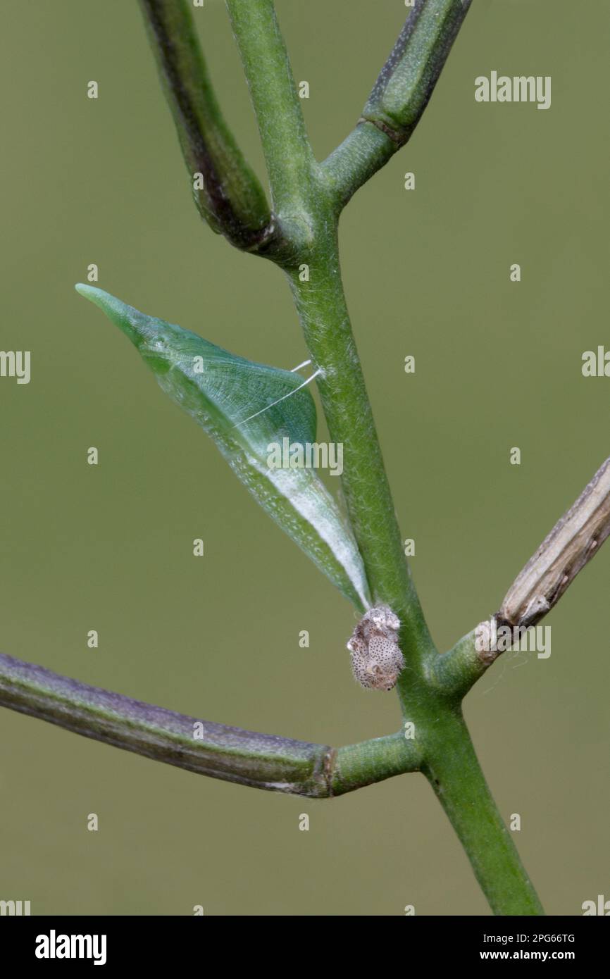 Caterpillar on tip of stem hires stock photography and images Alamy