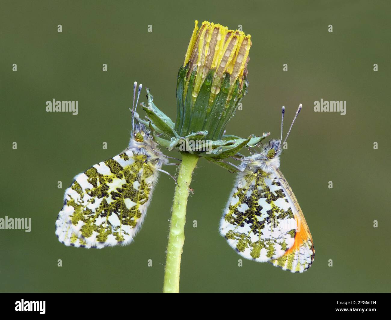 Orange tip (Anthocharis cardamines), adult male and female resting on