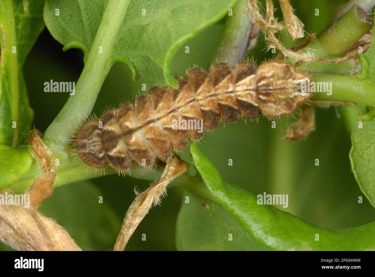 Purple Hairstreak (Quercusia quercus) caterpillar, on Common Oak (Quercus robur) shoot in ancient woodland, Alun Valley, Vale of Glamorgan, South Stock Photo