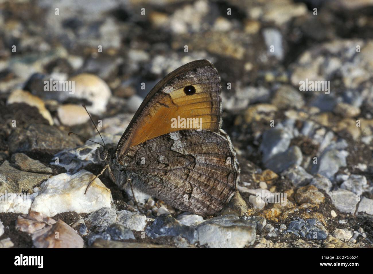 Brush-footed butterfly (Nymphalidae), Other animals, Insects, Butterflies, Animals, Southern Grayling (Hipparchia aristaeus) adult male, resting Stock Photo