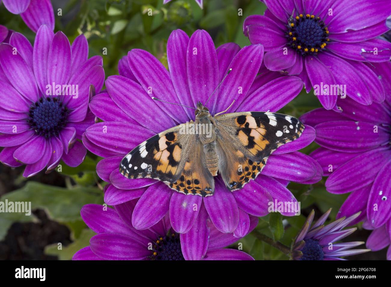 Painted painted lady (Vanessa cardui) adult, feeding on the flower of Cape Daisy (Osteospermum sp.) in the garden, England, United Kingdom Stock Photo