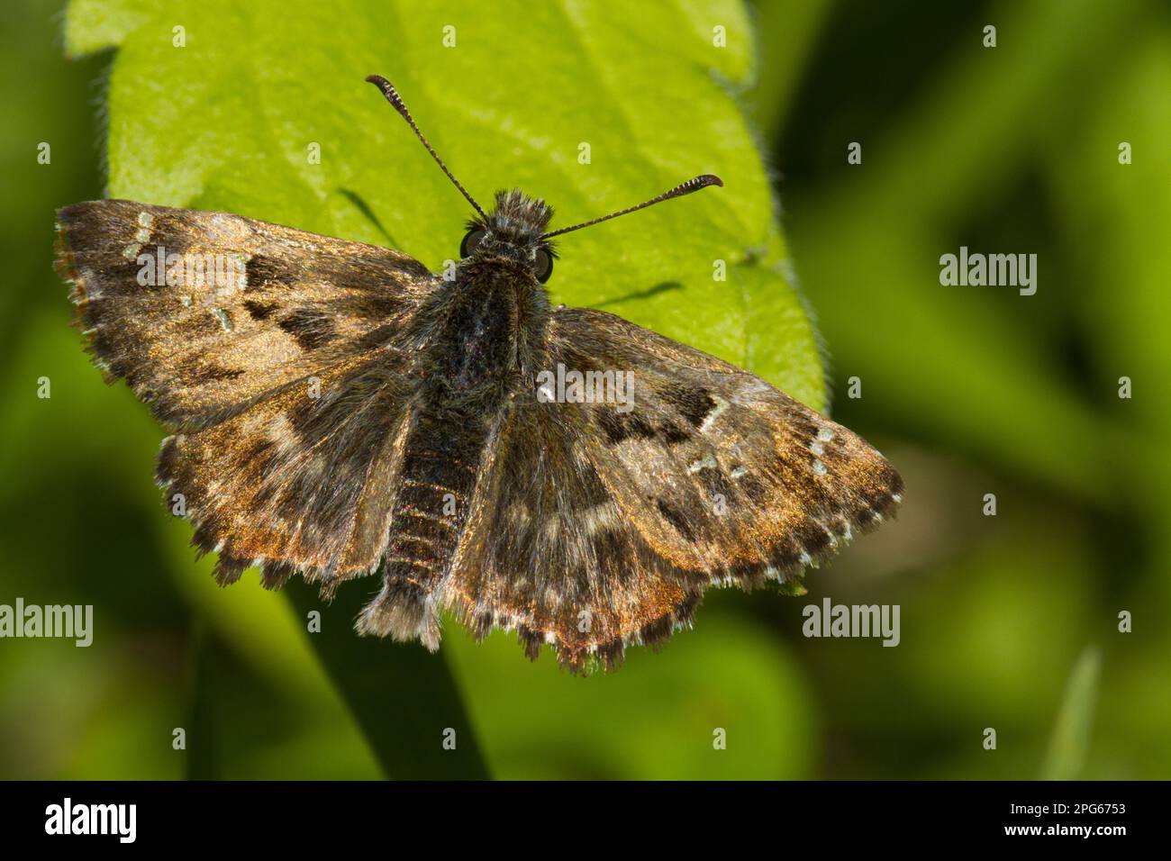 Mallow skipper (Carcharodus alceae), Other animals, Insects, Butterflies, Animals, Mallow Skipper adult, basking on Ariege Pyrenees, Midi-Pyrenees Stock Photo