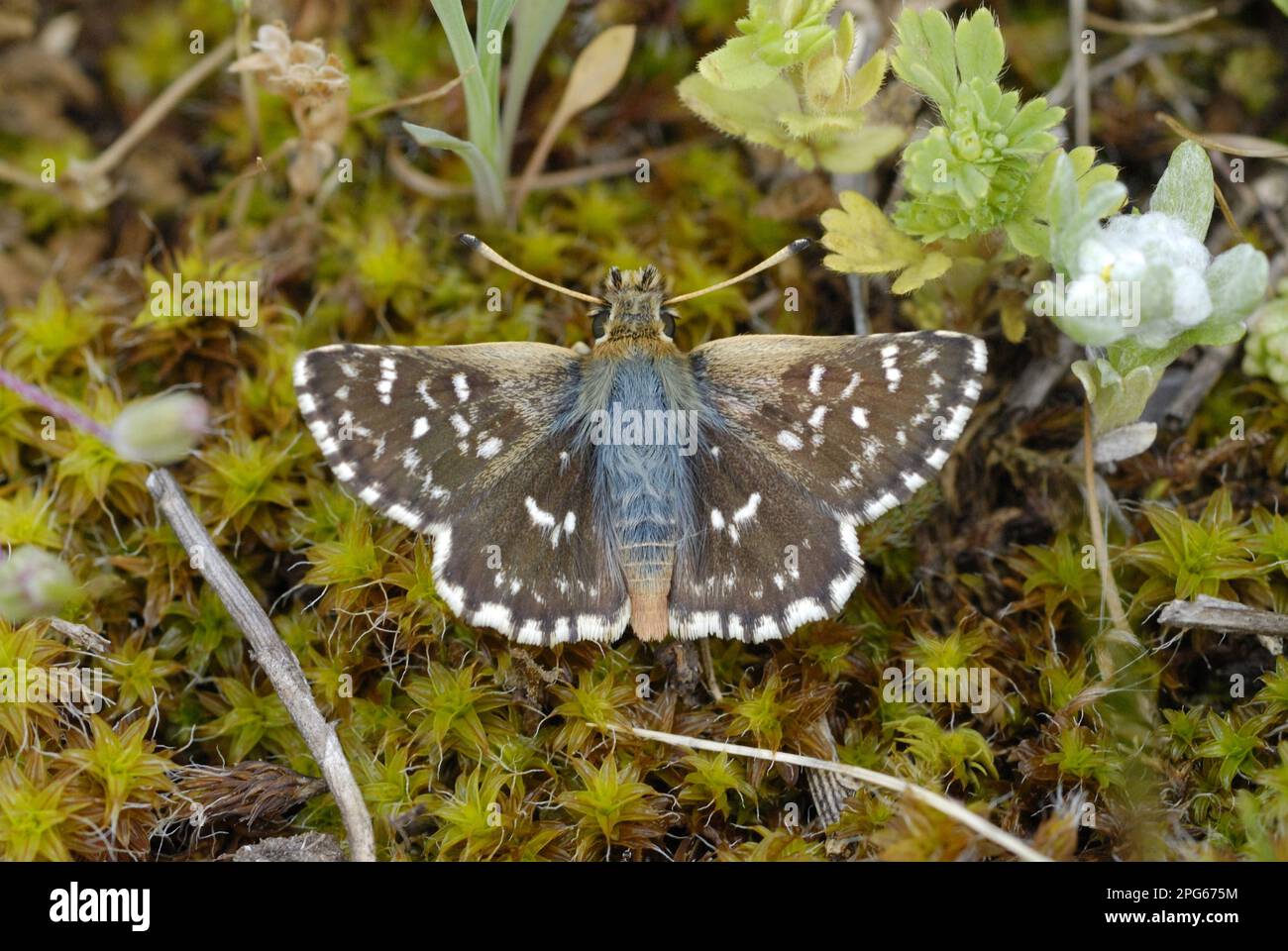 Red Underwing Skipper (Spialia sertorius) adult, resting on moss in mountain meadow, Valle de Hecho, Pyrenees, Spain Stock Photo