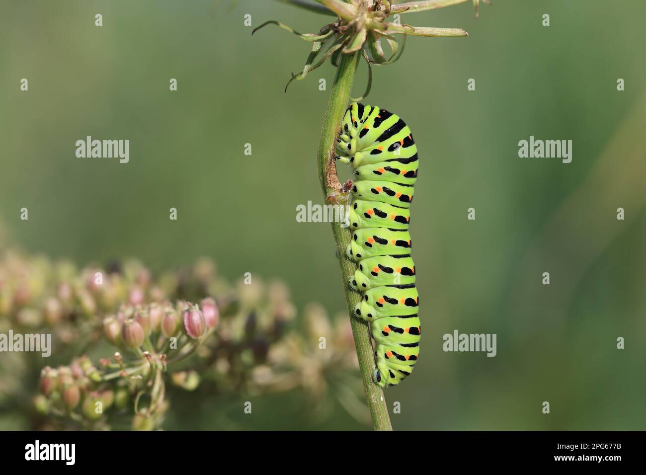 Swallowtail (Papilio machaon britannicus) British race, caterpillar feeding on milk-parsley (Peucedanum palustre), Strumpshaw Fen RSPB Reserve, River Stock Photo