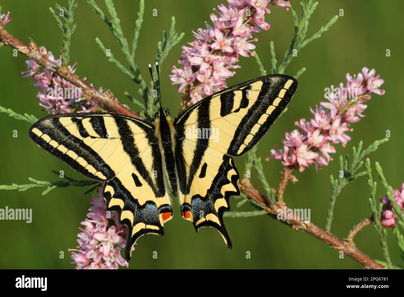 Southern alexanor (Papilio alexanor), adult male, feeding on flowers of French french tamarisk (Tamarix gallica), Peloponesos, Greece Stock Photo