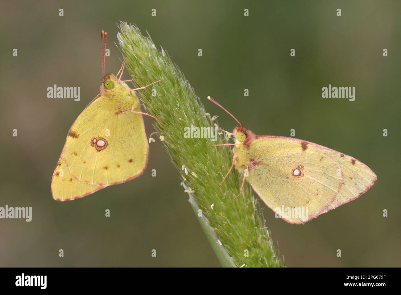 Clouded dark clouded yellow (Colias croceus) adult pair, sleeping on grass flower head, Lesvos, Greece Stock Photo