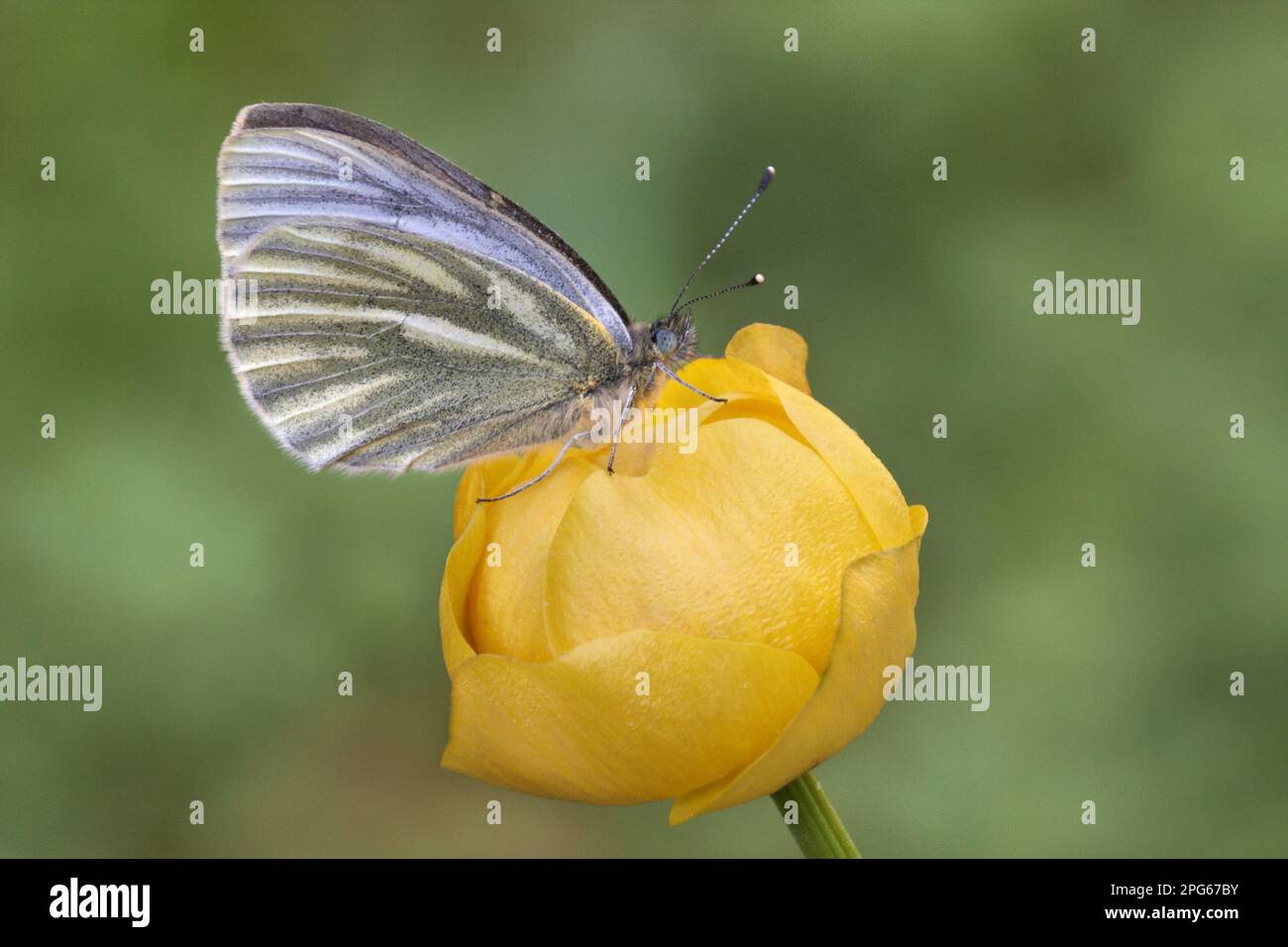 Mountain Green-veined White (Artogeia bryoniae) adult female, underside, resting on the flower of globeflower (Trollius europaeus), Italian Alps Stock Photo