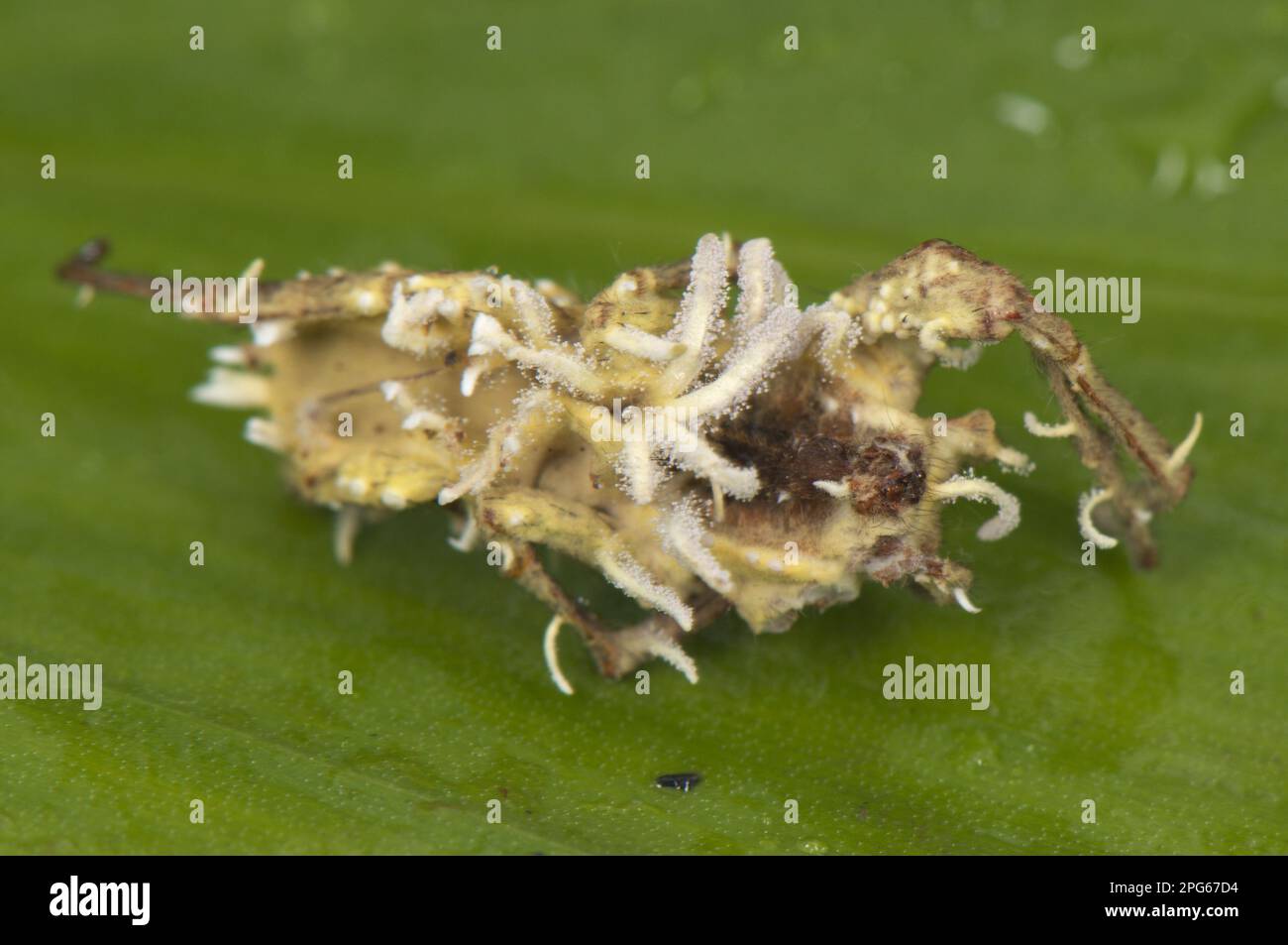 Sac Fungus (Cordyceps sp.) fruiting bodies from dead parasitized spiders (Ctenidae sp.), Manu Road, Departemento Cuzco, Andes, Peru Stock Photo