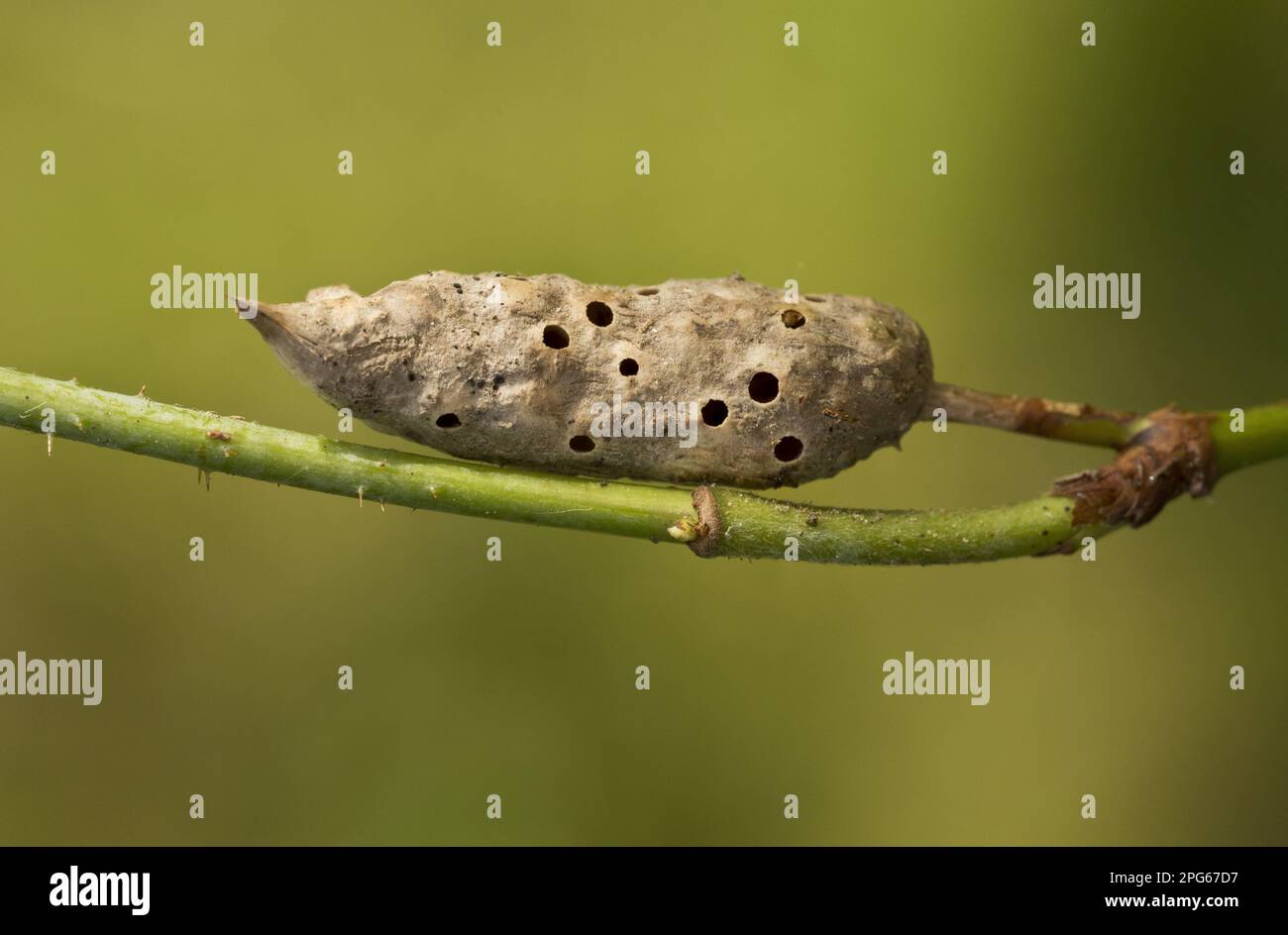 Bramble Stem Gall Wasp (Diastrophus rubi) old gall (from which adults have emerged) on bramble stem, Dorset, England, United Kingdom Stock Photo