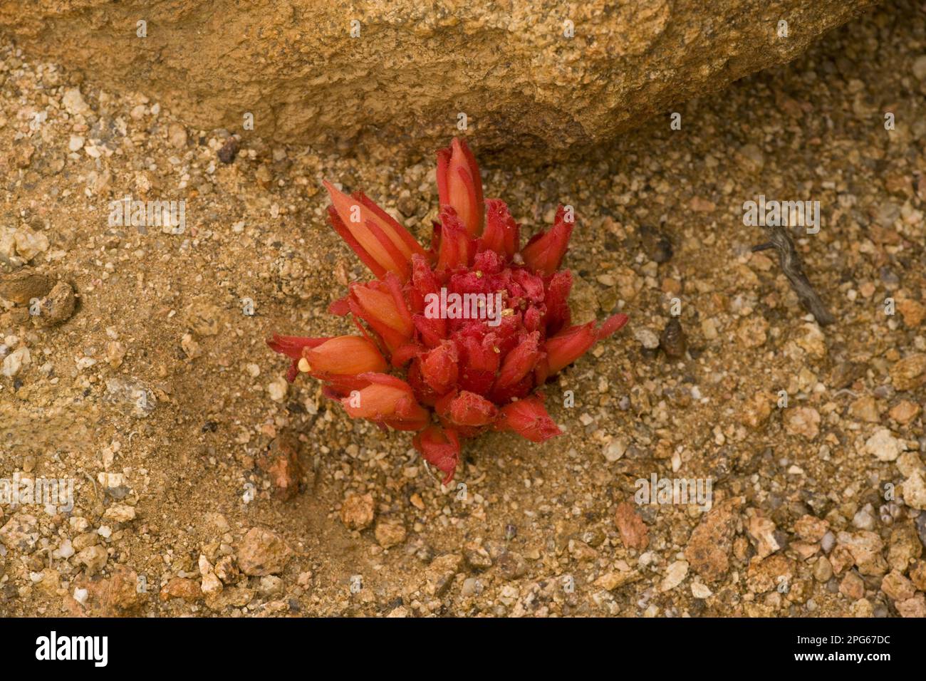 Red broomroot (Hyobanche sanguinea) root parasite, flowering, Namaqua Desert, Namaqualand, South Africa Stock Photo