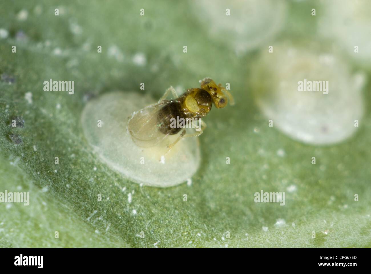An adult parasitoid wasp, Encarsia tricolor, lays eggs and deposits them in larval scales of the