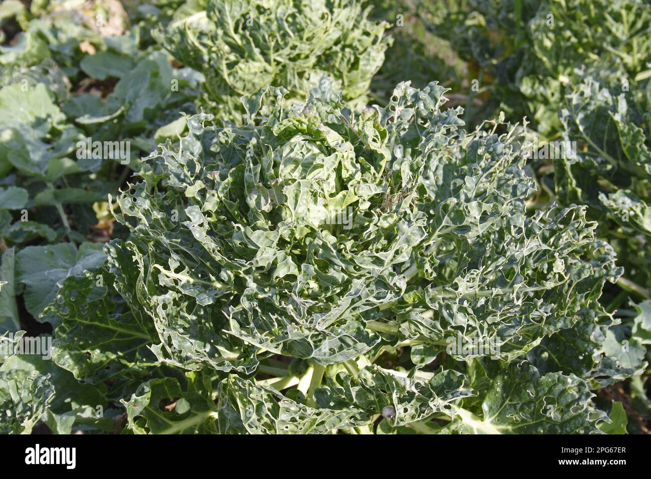 Vegetable cabbage (Brassica oleracea) leaves damaged by cabbage white caterpillars (Pieris sp.), in a vegetable patch, Suffolk, England, United Stock Photo