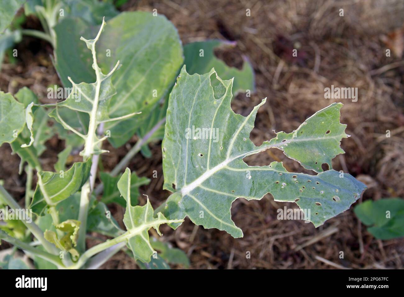 Harvest of vegetable cabbage (Brassica oleracea), close-up of leaf showing feeding damage by the caterpillars Large white cabbage butterfly (Pieris Stock Photo