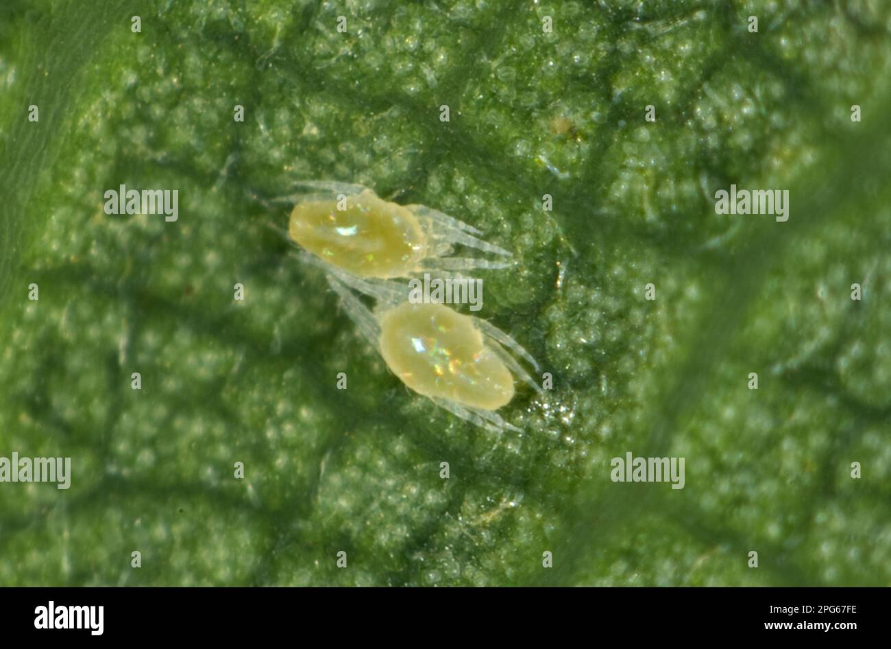 Tetranichid spider mites (Tetranichidae) on the underside of a sycamore leaf Stock Photo