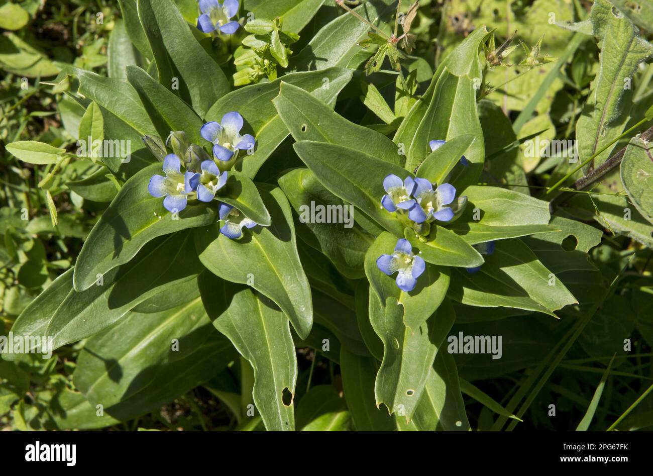 Flowering star gentian (Gentiana cruciata) with eggs of the blue mountain alcon blue (Maculinea rebeli) on leaves, Pontic Mountains, Anatolia, Turkey Stock Photo