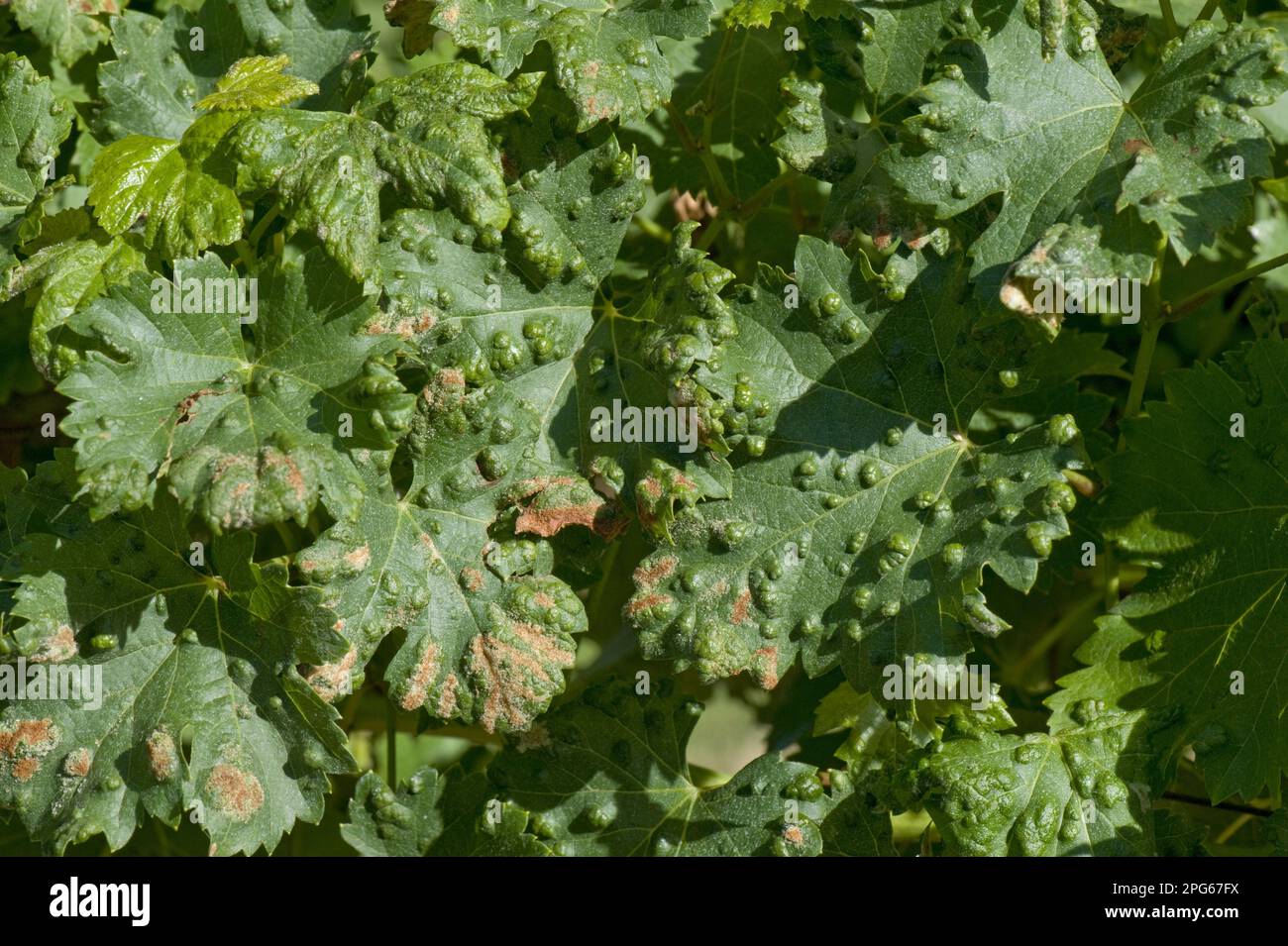 Grapevine blister mite (Colomerus vitis), damage blisters on the upper surface of vine leaves in France Stock Photo